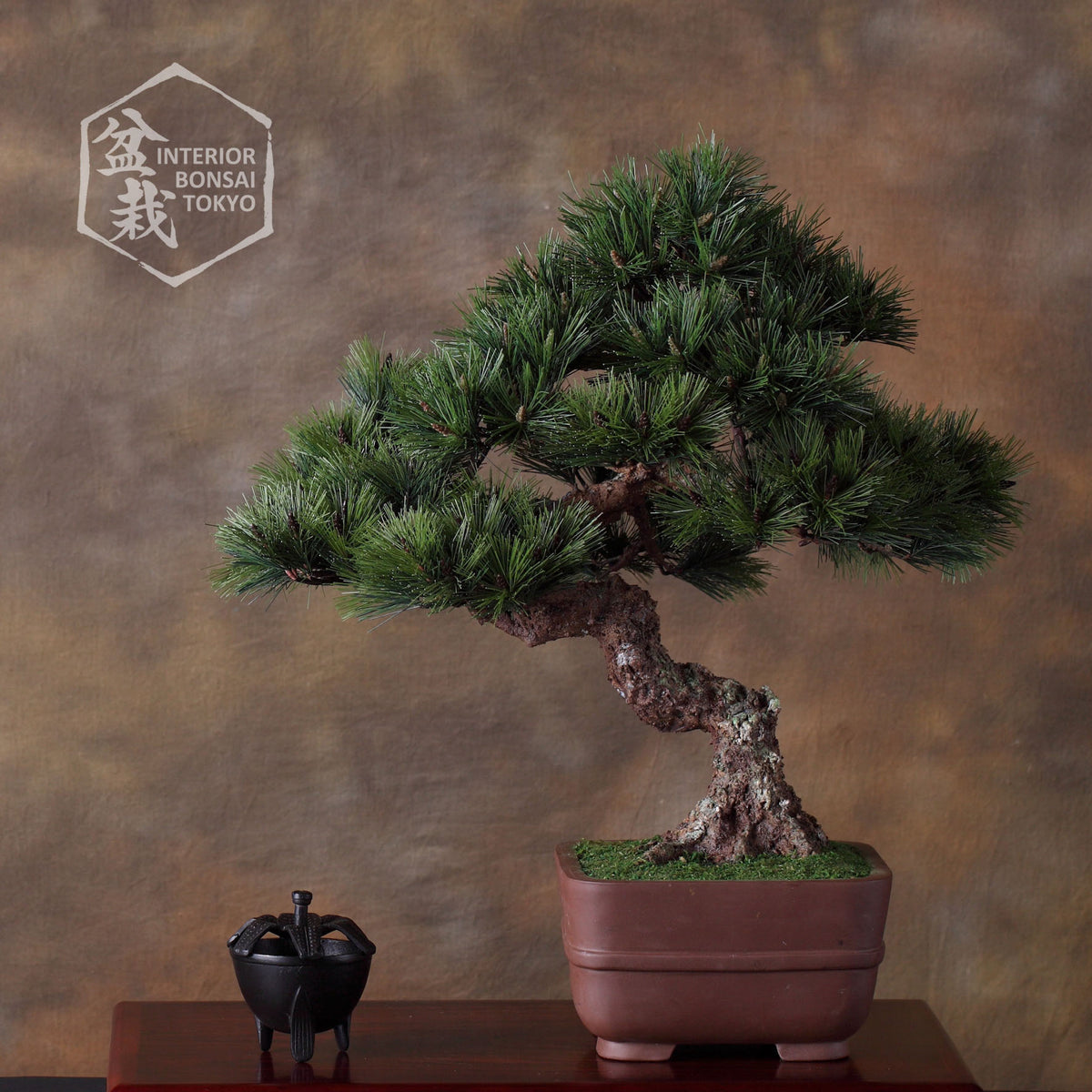 【Artificial Bonsai】Ieyasu