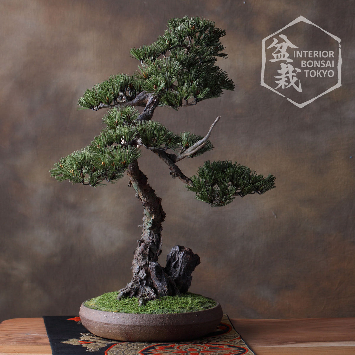 【Artificial Bonsai】Tametomo