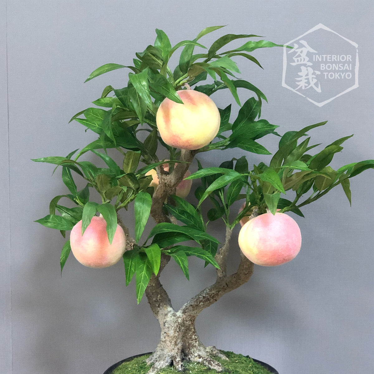 【Artificial Bonsai】Momo_2