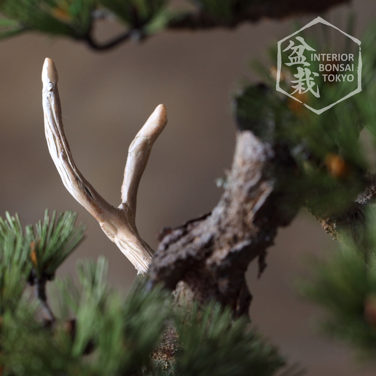 【Artificial Bonsai】Tametomo