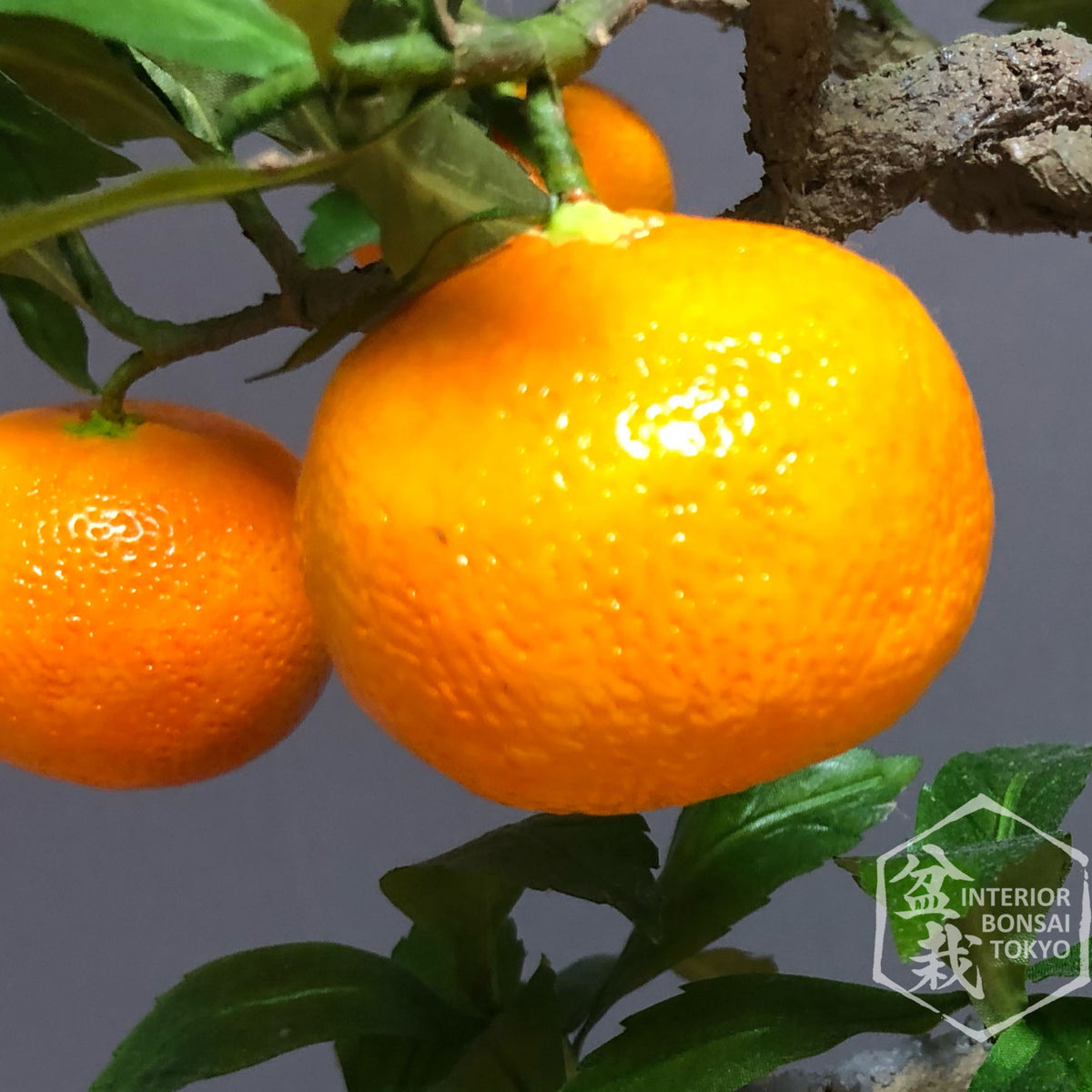 【Artificial Bonsai】Mikan