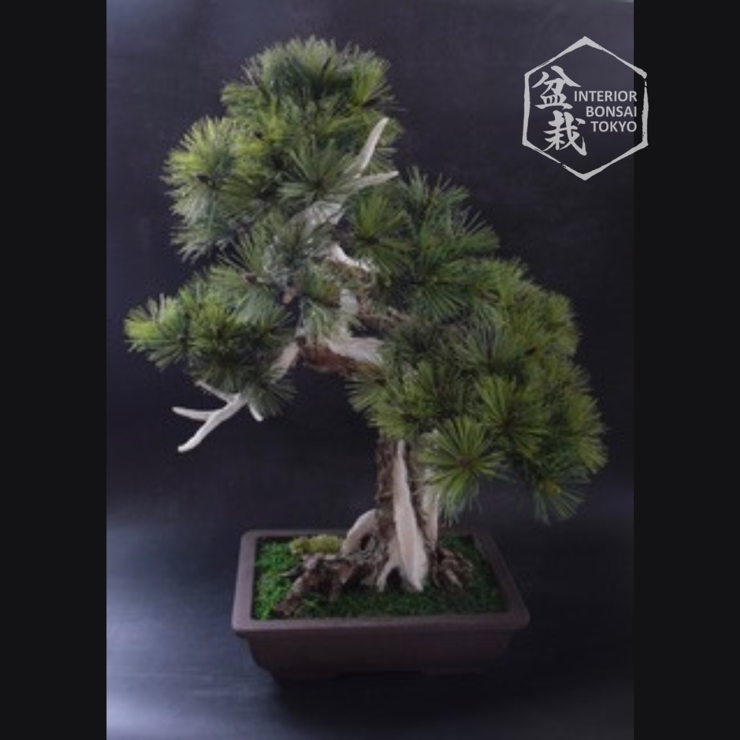 【Artificial Bonsai】Kenshin
