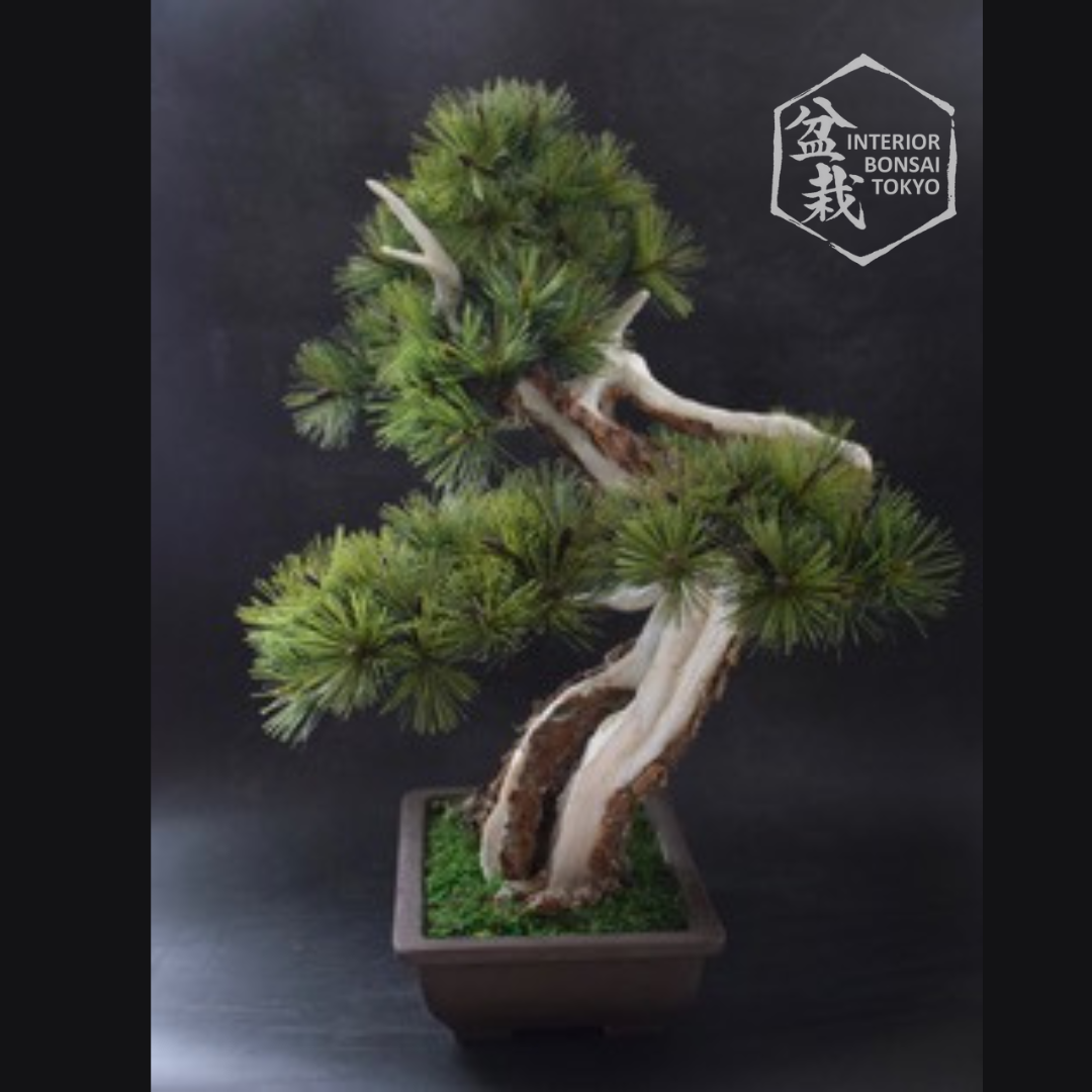 【Artificial Bonsai】Kenshin