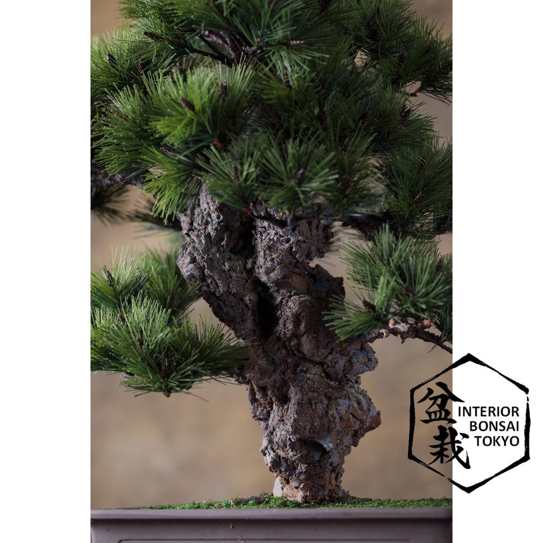 【Artificial Bonsai】Shingen Nishiki matsu