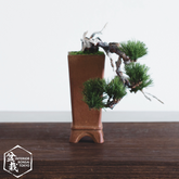 【人工盆栽】ミニ_0078 半懸崖