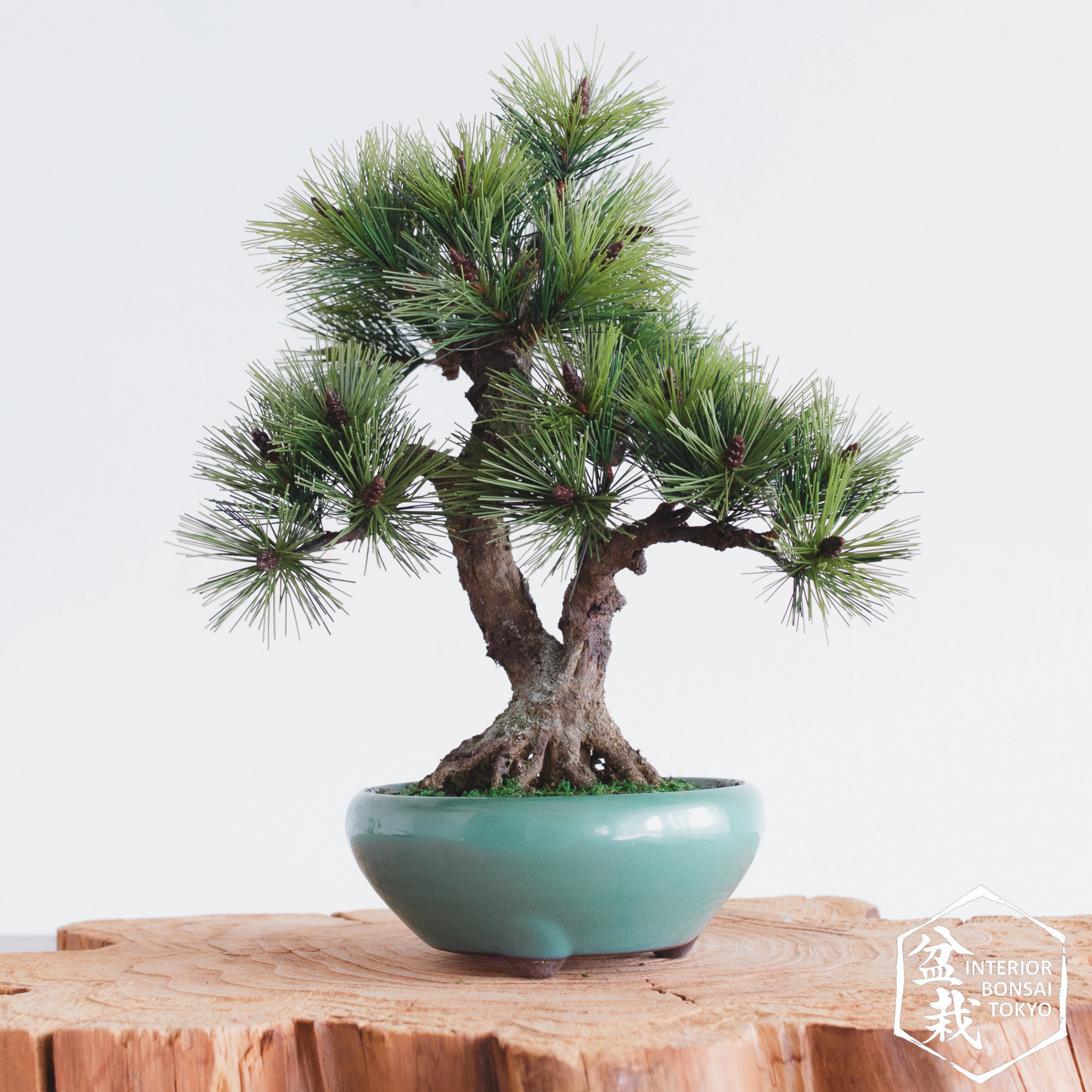 Come fare un bonsai artificiale - Fare Bonsai - Il bonsai artificiale