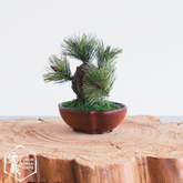 【Artificial Bonsai】Mini_0071 Nishiki-pine