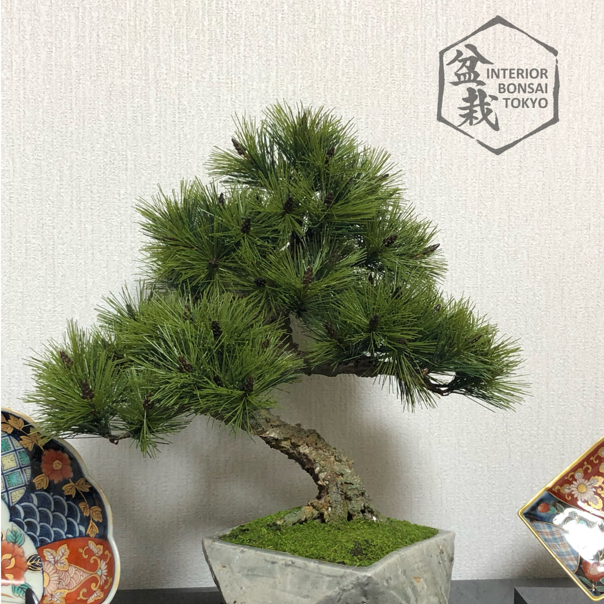 【Artificial Bonsai】Yukichi