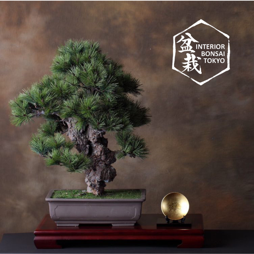 ShingenLogoW_1024x.png?v=