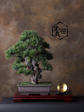 【Artificial Bonsai】Shingen Nishiki matsu